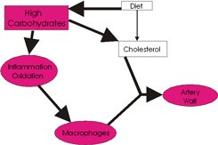 The real problem: inflammation!