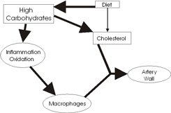 High carb diet produces inflammation
