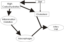 High carb diet produces inflammation